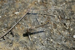 Brachythemis