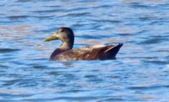 Anas rubripes × platyrhynchos