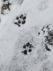Canis familiaris