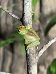 Boophis bottae