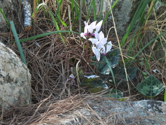 Cyclamen persicum
