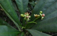 Ancistrocladus heyneanus