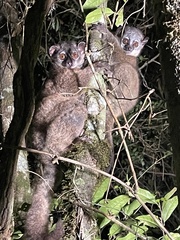 Lepilemur mustelinus