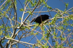Molothrus bonariensis
