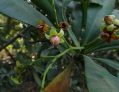 Ancistrocladus heyneanus