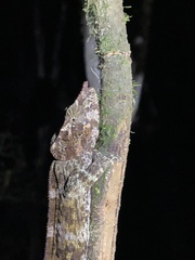 Calumma crypticum