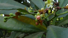 Ancistrocladus heyneanus