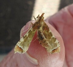 Leucinodes cordalis