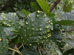 Acalitus brevitarsus