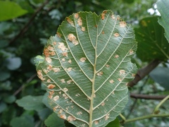 Acalitus brevitarsus