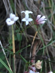 Asperula cynanchica