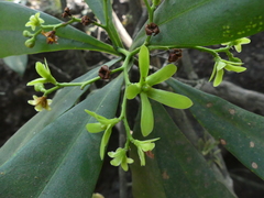 Ancistrocladus heyneanus