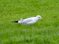 Chroicocephalus ridibundus
