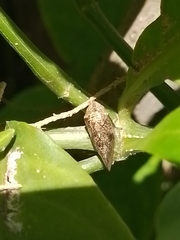 Cephisus siccifolius
