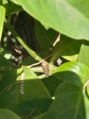 Cephisus siccifolius