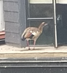 Alopochen aegyptiaca