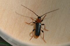 Phymatodes testaceus