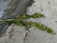 Potamogeton crispus