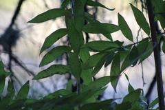Asplenium oblongifolium