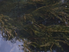Potamogeton crispus