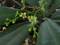 Ancistrocladus heyneanus