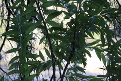 Asplenium oblongifolium