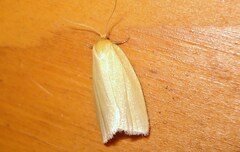 Zelotherses paleana