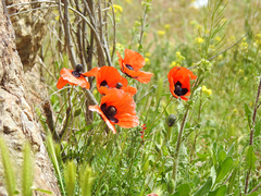 Papaver orientale