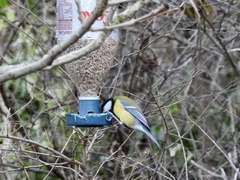 Parus major