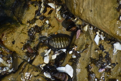 Chiton granosus