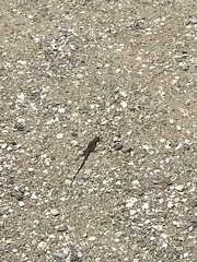 Cnemidophorus arubensis