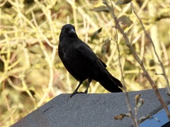 Corvus corone corone
