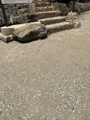 Cnemidophorus arubensis