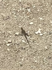 Cnemidophorus arubensis