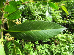 Caldcluvia paniculata