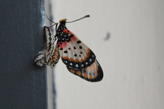 Acraea acara acara