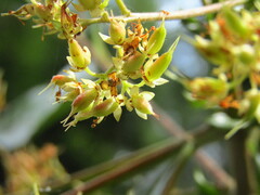Caldcluvia paniculata