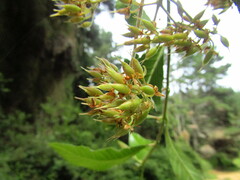 Caldcluvia paniculata