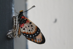 Acraea acara acara