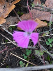 Dianthus campestris