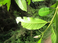 Caldcluvia paniculata