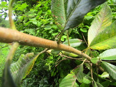 Caldcluvia paniculata