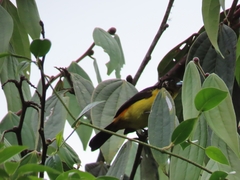 Ramphocelus flammigerus