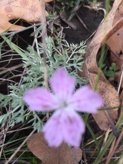 Dianthus campestris