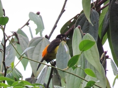 Ramphocelus flammigerus