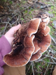 Amylocystis lapponica