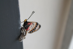 Acraea acara acara