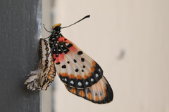 Acraea acara acara
