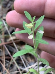 Scutellaria integrifolia