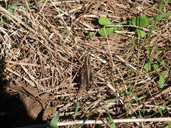 Eyprepocnemis plorans